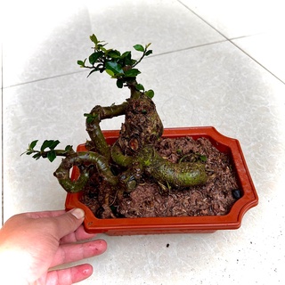 Cây duối bonsai mini để bàn (Ảnh thật)
