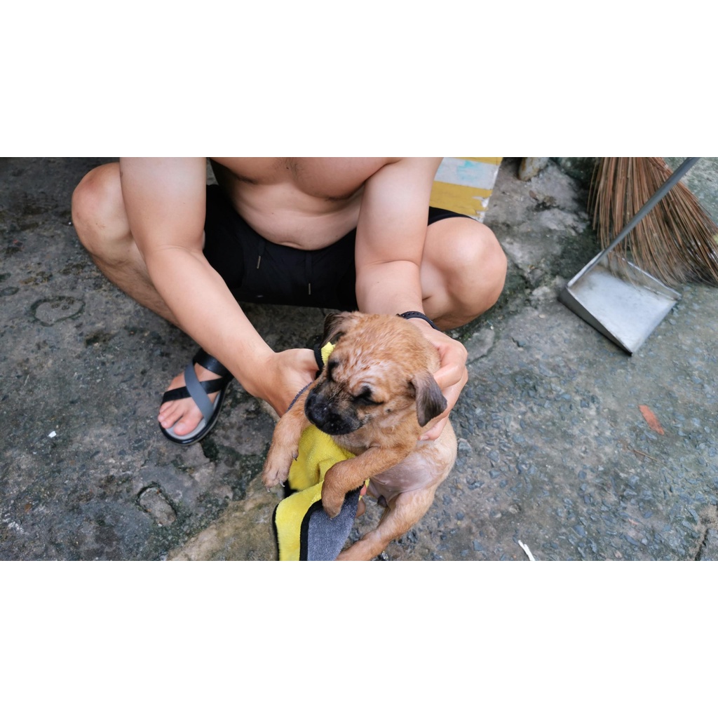 Khăn Tắm Chó Mèo Mềm Mịn Siêu Thấm Hút Microfiber Nhanh Khô, Không Rụng Lông