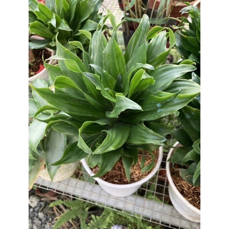 Cây phát tài Nhật