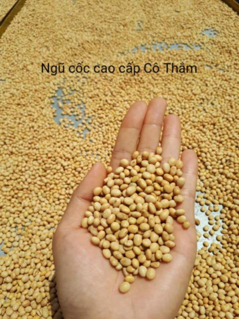  hạt đậu nành quê hạt nhỏ ( đậu quê để ủ mầm, làm sữa đậu nành, làm đậu hũ, ngũ cốc)