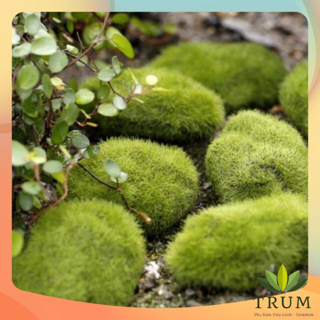 Viên Rêu xanh ~6cm trang trí tiểu cảnh sen đá