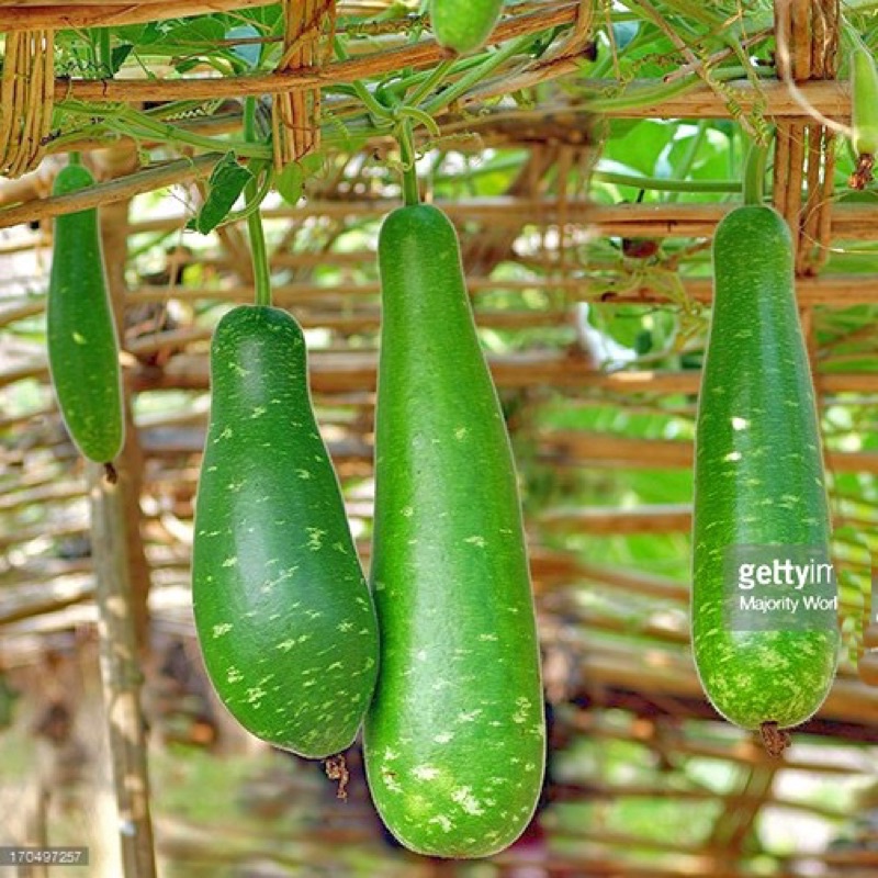 Hạt giống Bầu Sao Bốn Mùa F1 (Monsoon Botter Gourd) Nhập khẩu Thái Lan - 15 Hạt