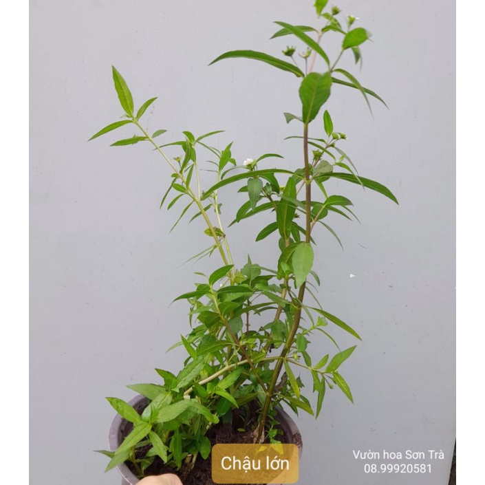 Cây giống và đọt lá CỎ MỰC/NHỌ NỒI.