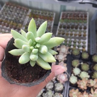 Sen chuỗi ngọc đứng - sen đá