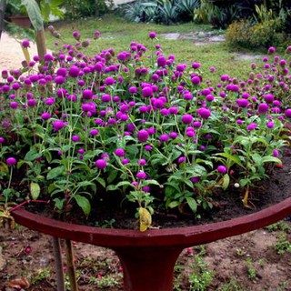 hạt giống hoa cúc bách nhật