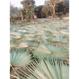 lá cọ khô decor