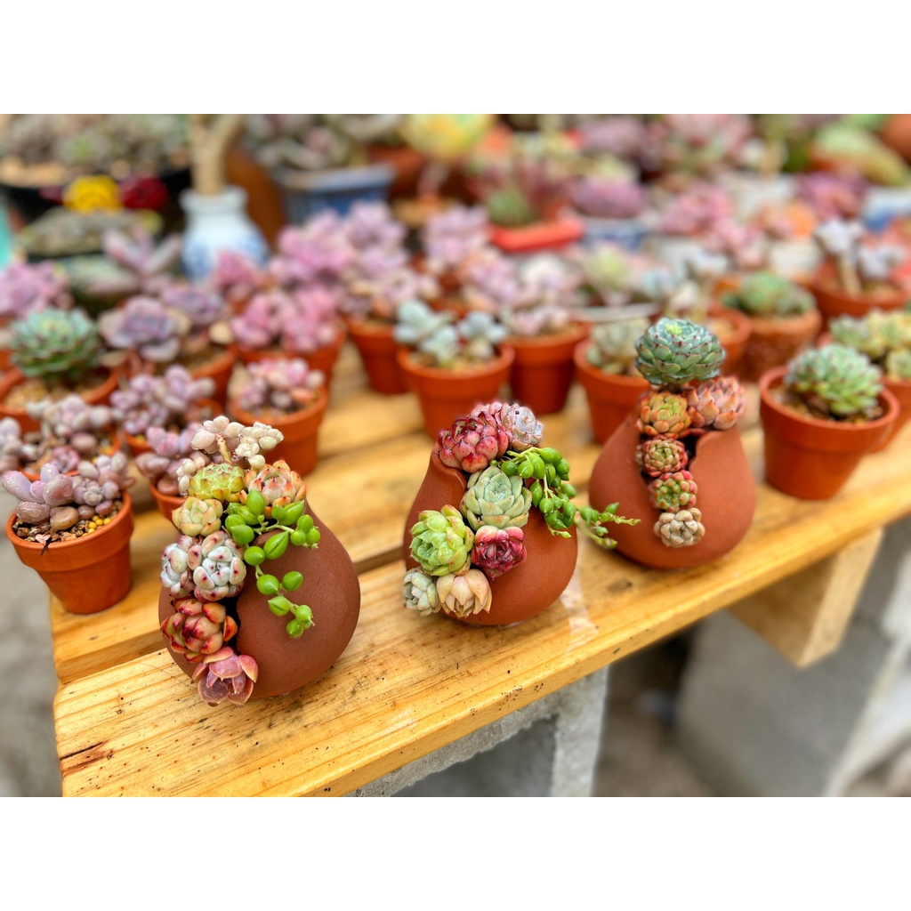 Chậu đất nung cắt - chậu đất nung sen đá Gác Mái Sen