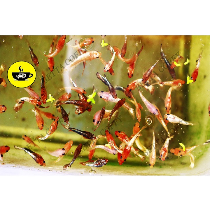 Cám CC Red - Chai 200g - Thức ăn cá nhỏ: guppy, betta, cá vàng...