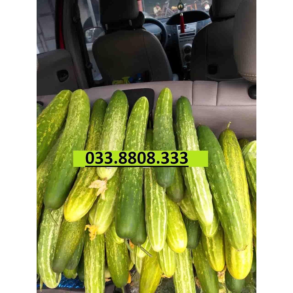 HẠT GIỐNG DƯA NẾP LAI GÓI 10G -  SIÊU NGON