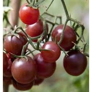 5 Hạt Giống Cà Chua Bi Socola [CHẤT LƯỢNG]