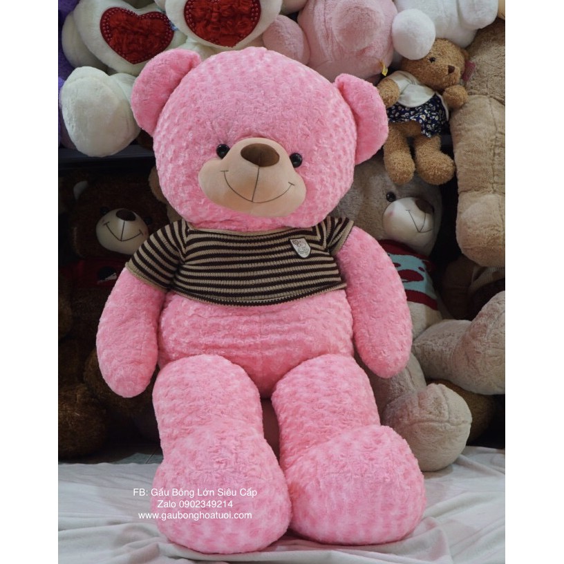 Gấu bông Teddy màu hồng kích thước lớn 1m3 1m7 1m9