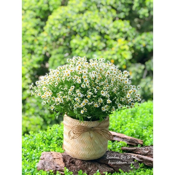 Chậu tre cắm hoa, đựng trái cây