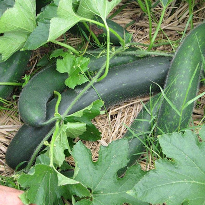 🥒Hạt giống bí xanh cao sản