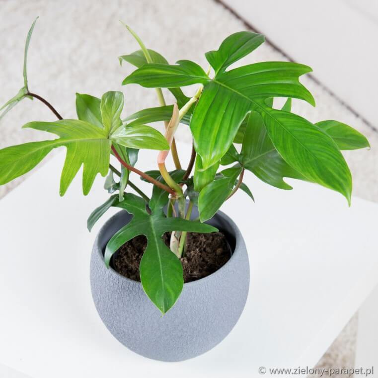 Cây Philodendron Florida Ghost (Trầu Bà Cánh Én, Trầu Bà Én) rất nhiều nodes để nhân giống chậu nhựa