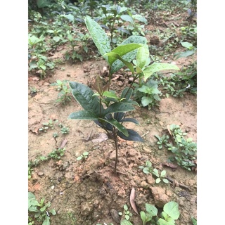 Cây mộc ta cao 35-40cm