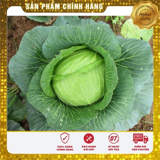 Hạt giống cải bắp baby F1 -0.5 gr