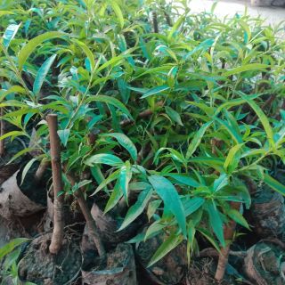 Cây  đào  giống