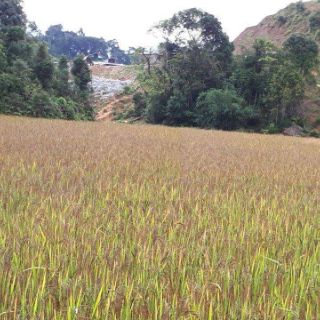 Gạo lứt đỏ Kon Tum 1kg