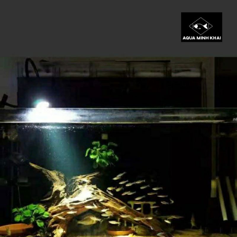Đèn led rọi (tăng giảm độ sáng) ánh sáng trắng, ánh sáng vàng 7w - đèn chuyên cho hồ biotop - phụ kiện thủy sinh