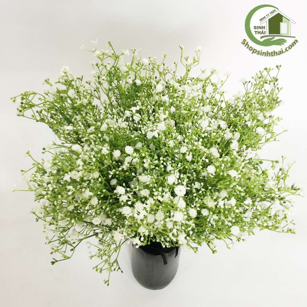 Bụi hoa cúc dại, cúc bi màu trắng nhỏ xíu - hoa giả cao cấp