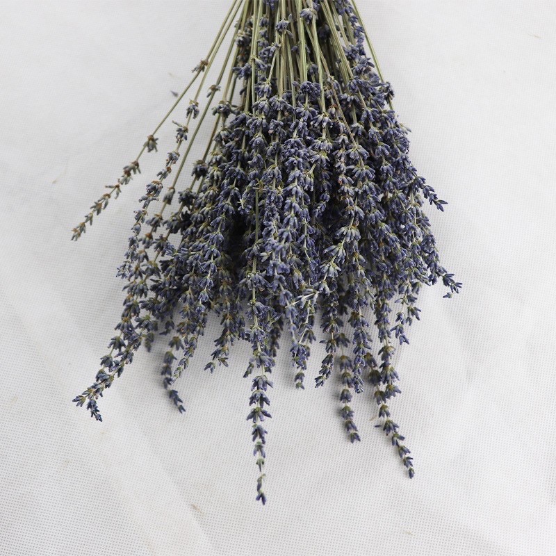 Bó hoa Lavender khô 50 cành thơm lâu