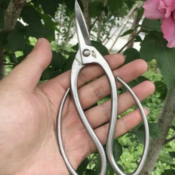 kéo tỉa lá cây cảnh cắt ngọn thép trắng ko gỉ mẫu cánh to
