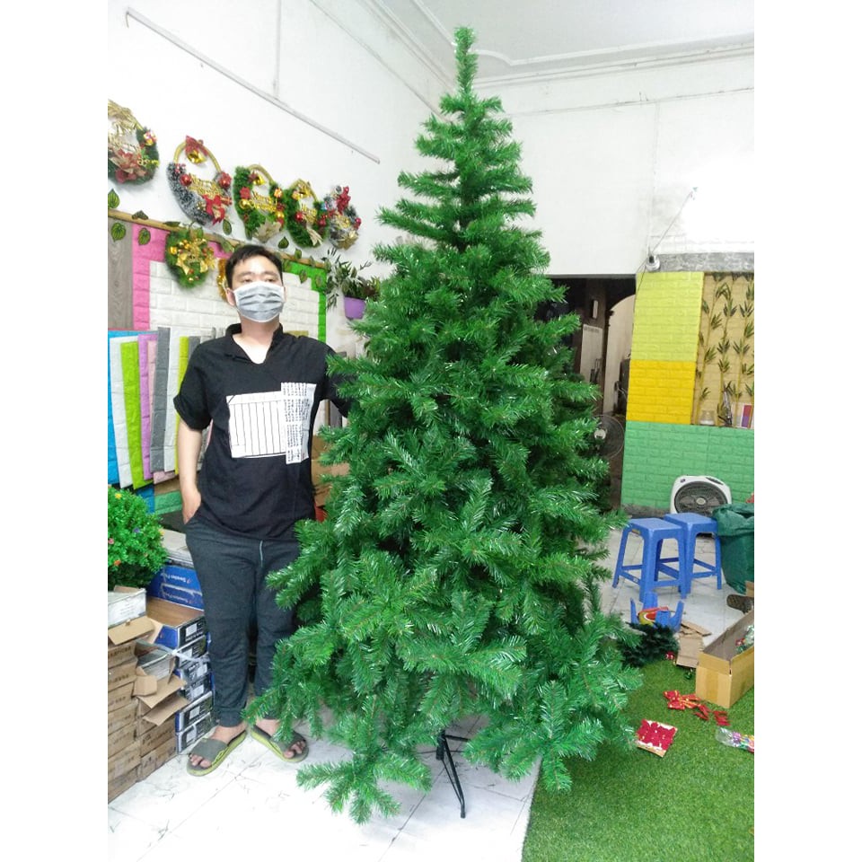 Cây Thông Noel Cao 3m, Tán Rộng, Dày
