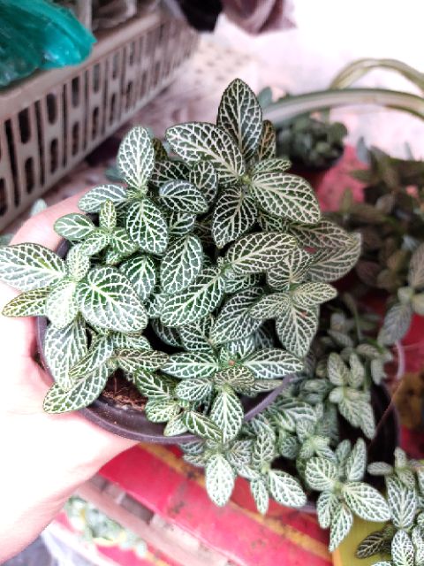 Chậu cây cẩm nhung màu trắng (lá may mắn- Fittonia)