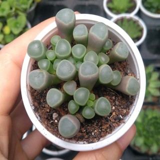 Sen đá babytoe