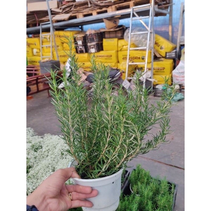 Cây Hương thảo Rosemary