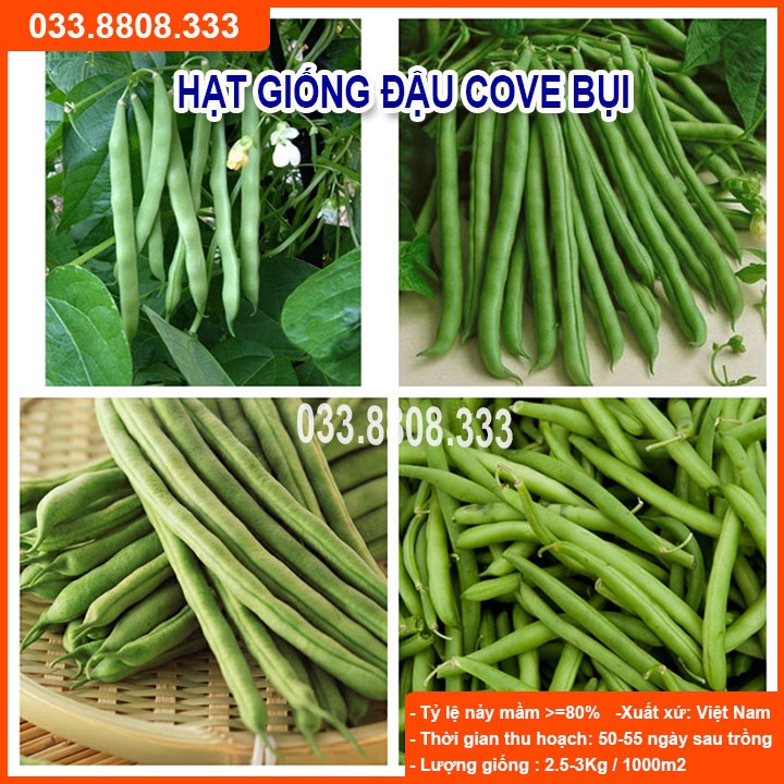 Hạt Giống Đậu Cove Bụi 50gram -Tỷ Lệ Nảy Mầm Cao