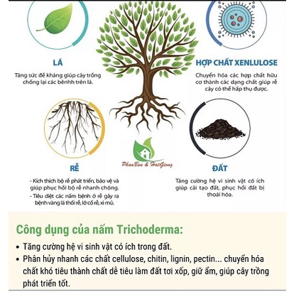 PHÂN VI SINH VẬT TRICHODERMA CHUYÊN DÙNG ĐỂ Ủ PHÂN HỮU CƠ VÀ KIỂM SOÁT NẤM BỆNH