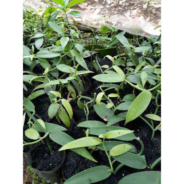 Bầu giống cây vanilla