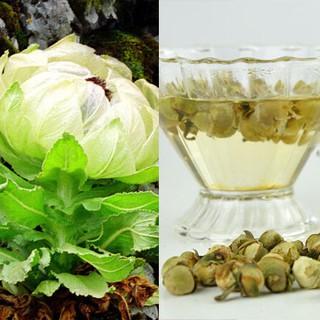 TRÀ HOA SEN TUYẾT