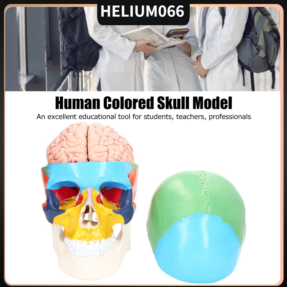 Mô Hình Hộp Sọ Người 3 Phần Với Bảng Màu Sắc Dành Cho Giảng Dạy Và Dạy Học Helium066