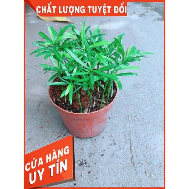 Cây Tùng Vạn Niên