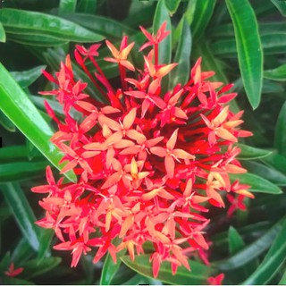 [Cây giống hoa] trang kim hoa đỏ (cây mini) - Trang Flowers