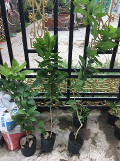 Cây hoa mai xanh thái