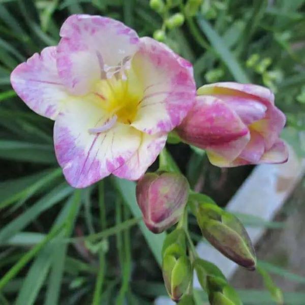 Củ giống hoa lan nam phi hoa màu trắng hồng