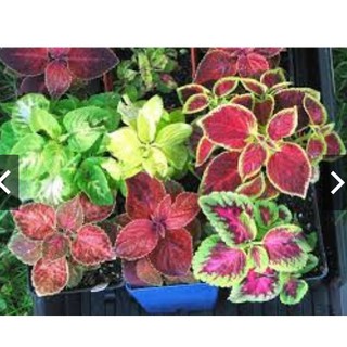 HẠT GIỐNG CÂY MAY MẮN NHIỀU MÀU GÓI 50H