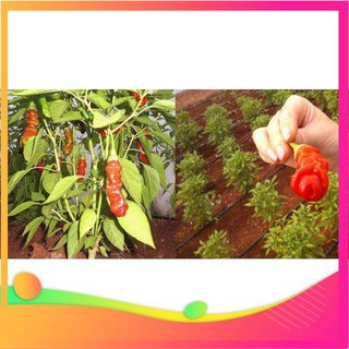 Hạt giống ớt peter - 5 hạt vietgar