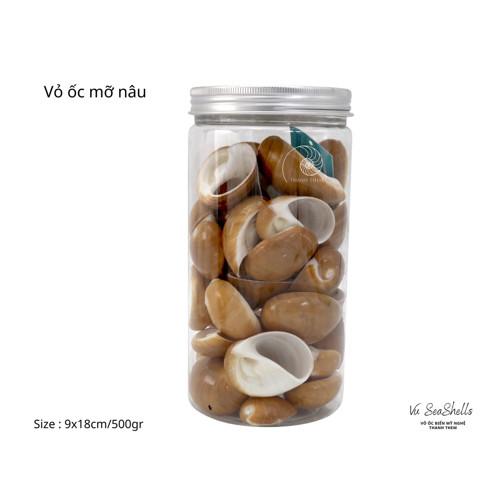 Vỏ Ốc Biển - Hủ Vỏ Ốc Mỡ Nâu - Dùng Trong Trang Trí - Decor Chụp Ảnh