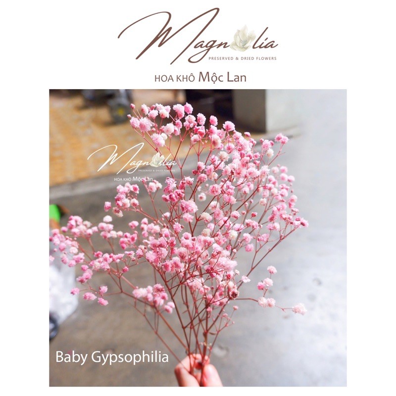 Hoa baby ướp ❤️FREESHIP❤️ Gypsophila hoa khô trang trí phòng ngủ, làm đồ handmade