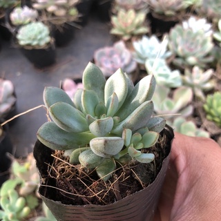 Sen đá ruby siêm tím