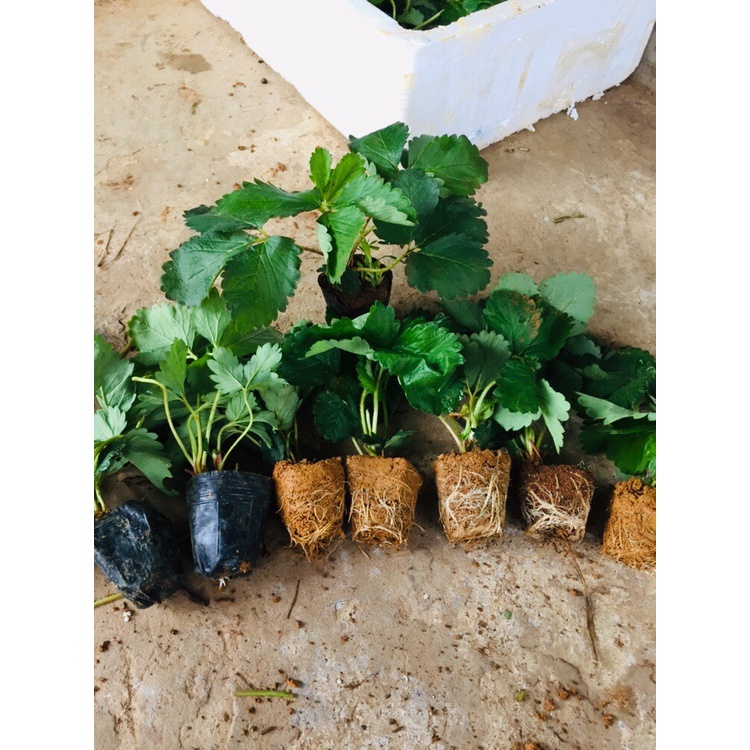 Combo 10 cây Dâu tây giống Nhật Hana.