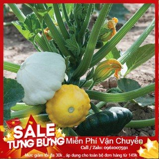 Hạt Giống Bí Đĩa Bay - 10 Hạt