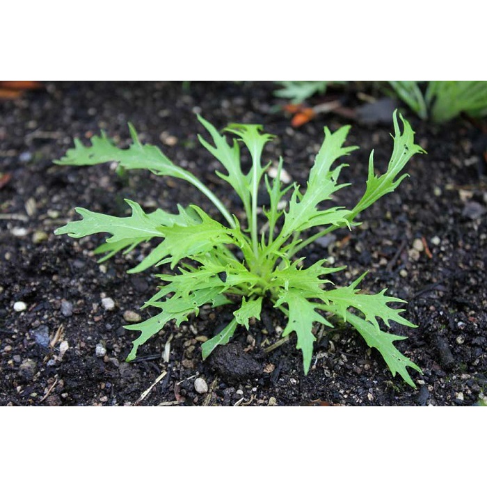 ( HOT ) Hạt giống cải đuôi phụng 10gr