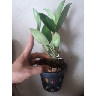 Lan kiều trắng chuẩn màu