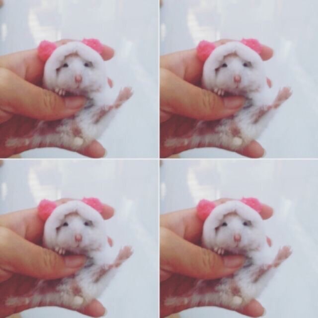 Khăn choàng cho hamster