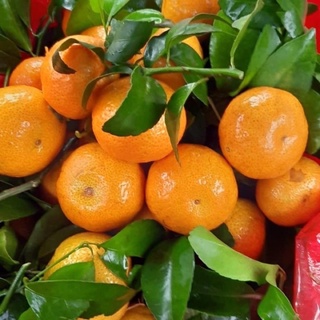 Quýt thái 1kg [HCM]
